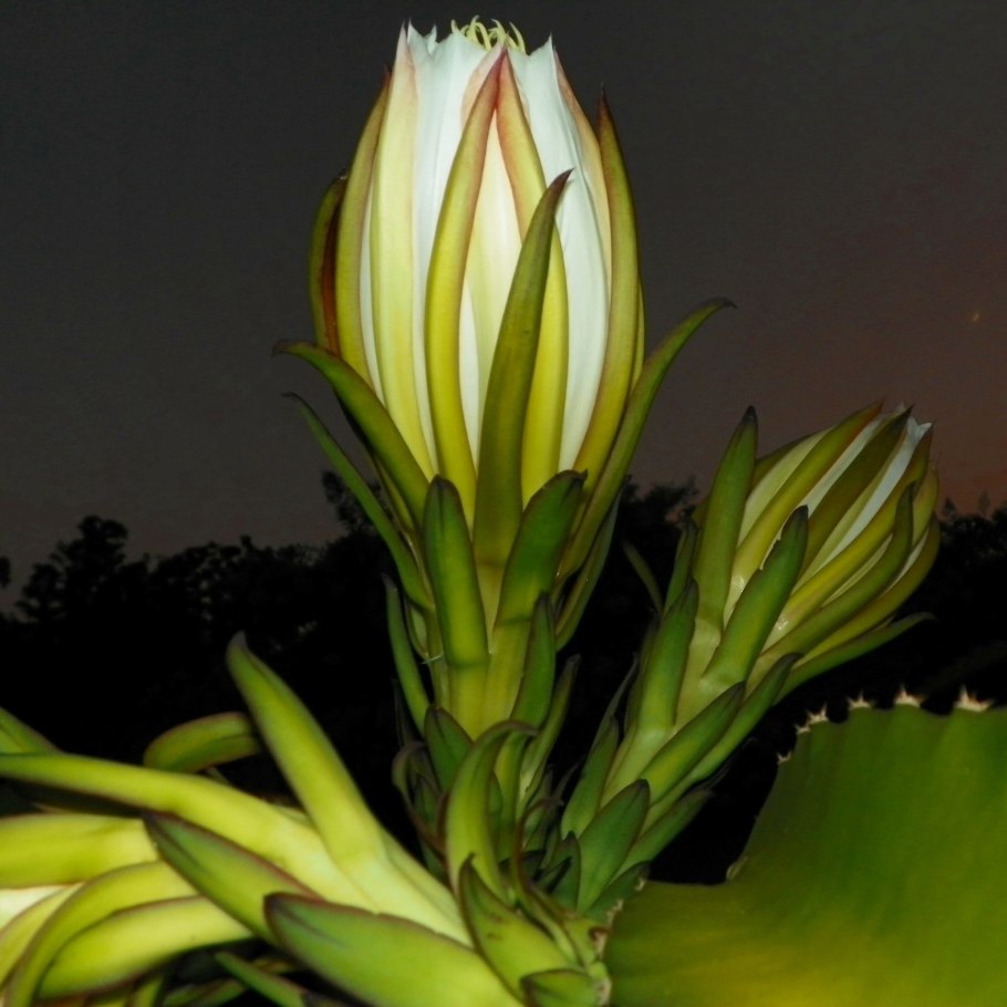 Гилоцереус четырехгранный