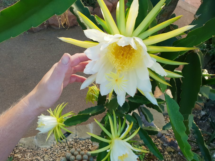 Гилоцереус четырехгранный