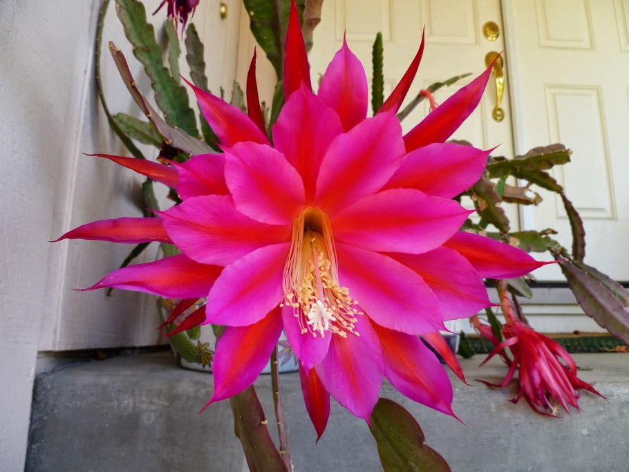 Гилоцереус Костариканский