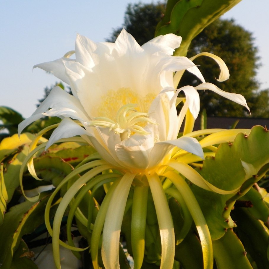 Гилоцереус четырехгранный