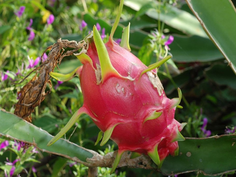 Гилоцереус Костариканский