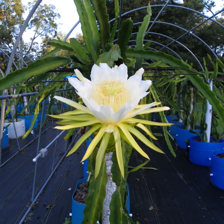 Гилоцереус Скайлайн