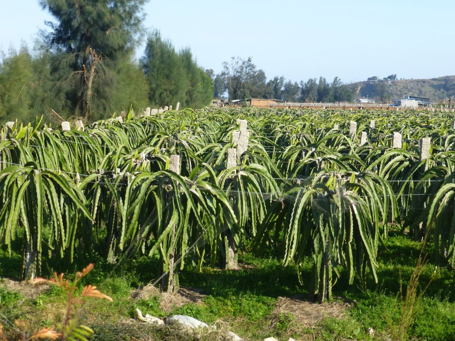 Hylocereus costaricensis