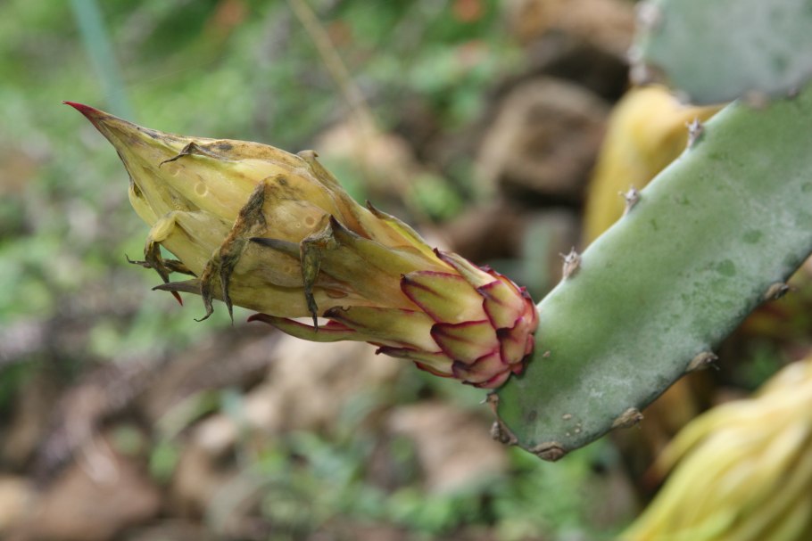 Питайя цветок