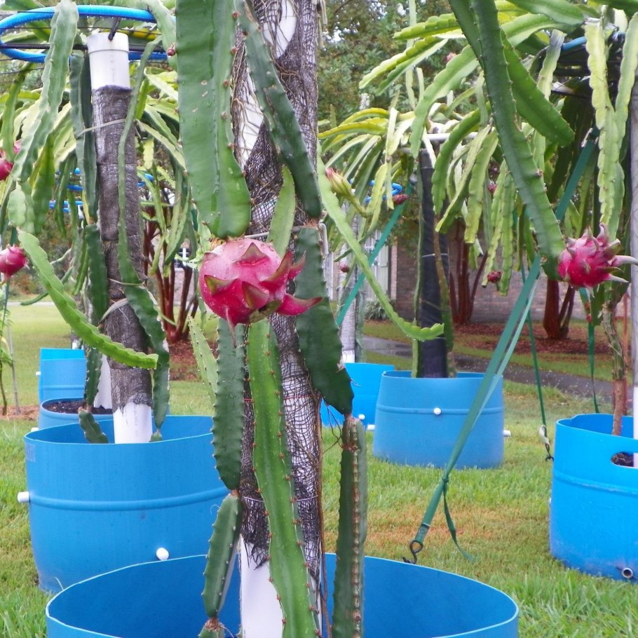 Гилоцереус ундатус