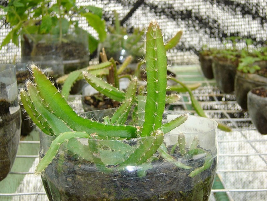 Питайя красная