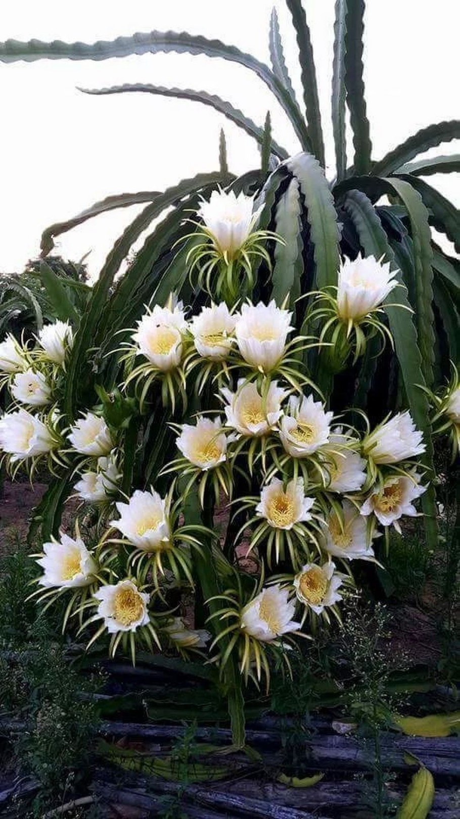 Кактус Гилоцереус волнистый