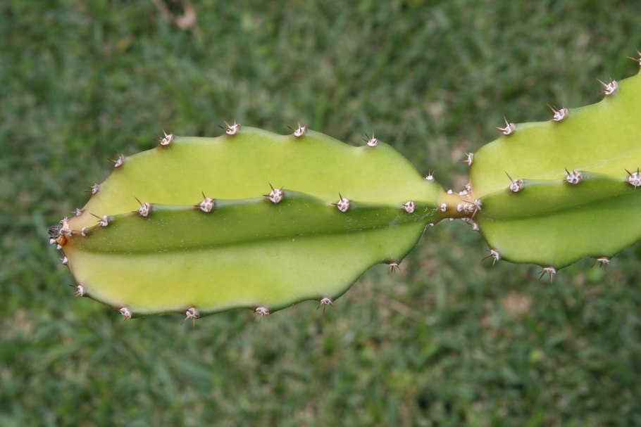 Гилоцереус подвой