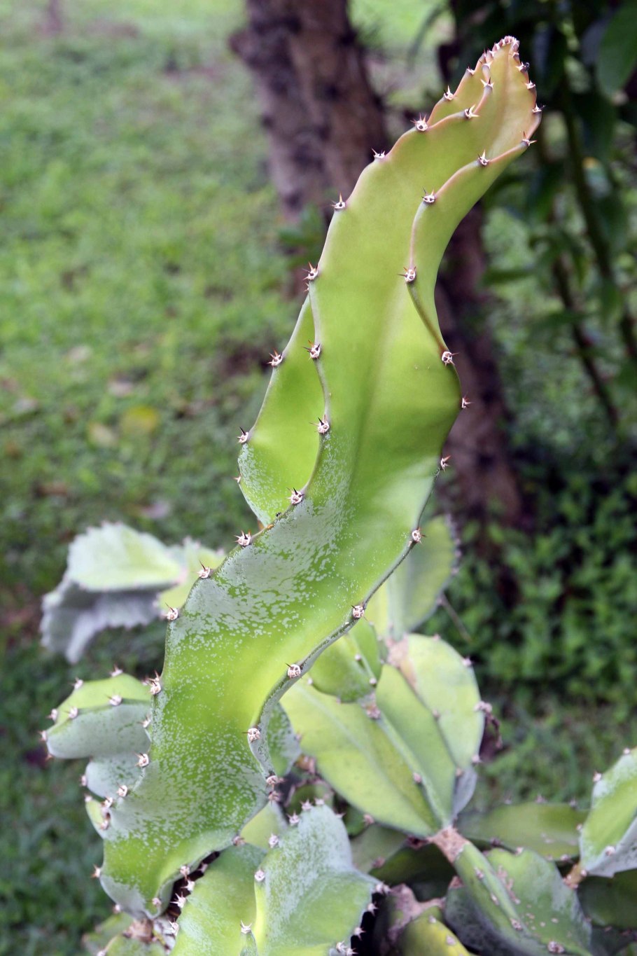 Hylocereus costaricensis