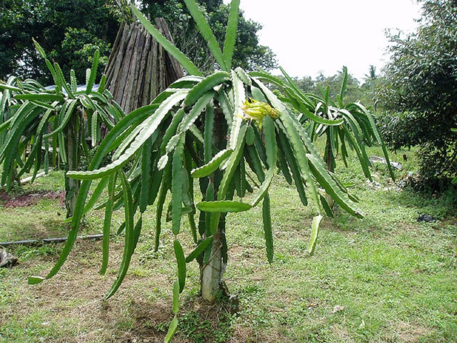 Гилоцереус цветок
