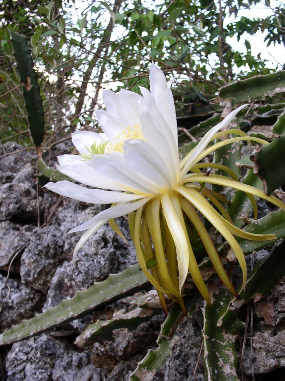 Hylocereus Monacanthus