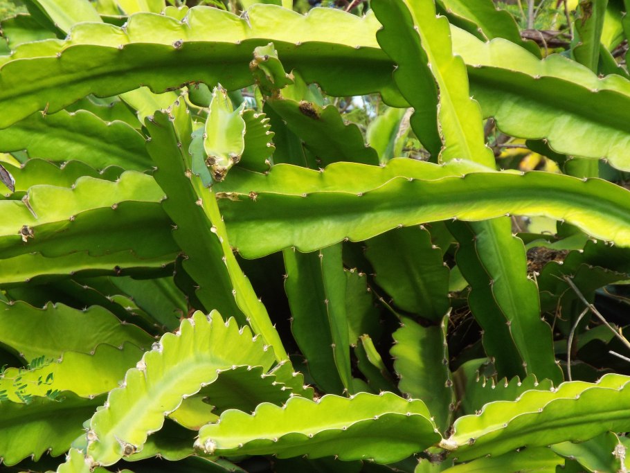 Кактус-Hylocereus undatus