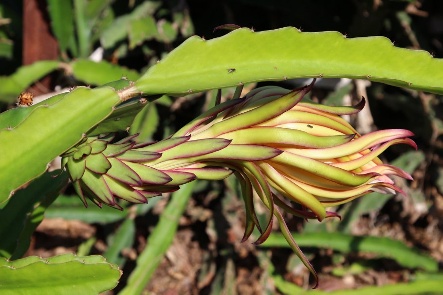 Гилоцереус Костариканский