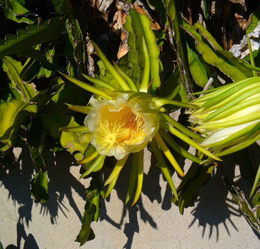 Кактус-hylocereus undatus