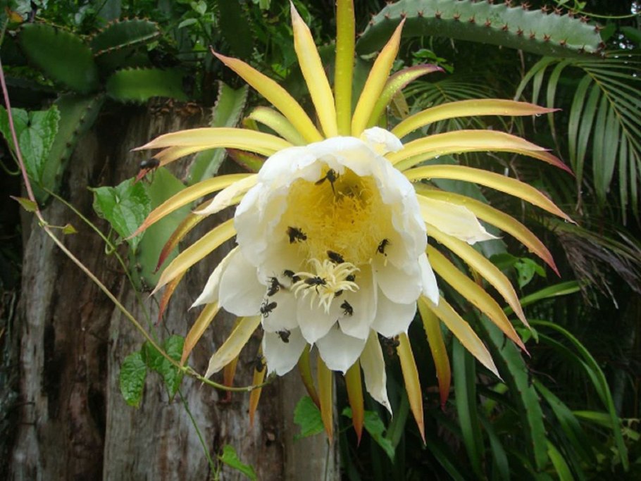 Гилоцереус Костариканский