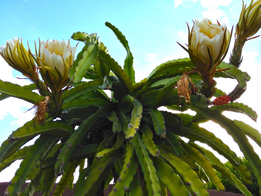 Как растет Драконий глаз