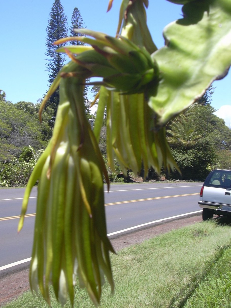 Гилоцереус волнистый