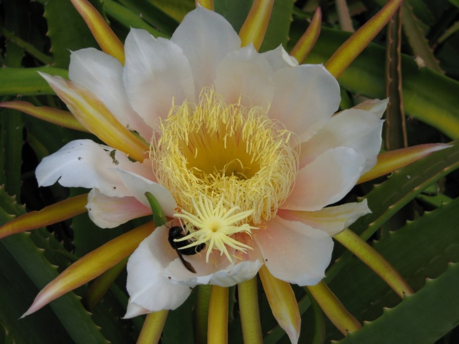 Питайя Драконий фрукт питахайя