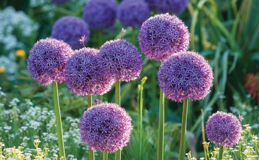 Аллиум Purple Sensation