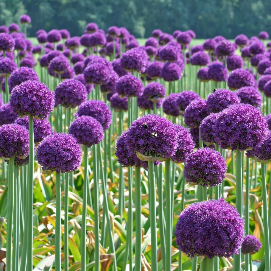 Аллиум Глоубмастер Allium Globemaster
