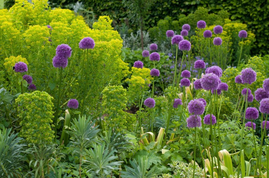 Аллиум шнитт лук