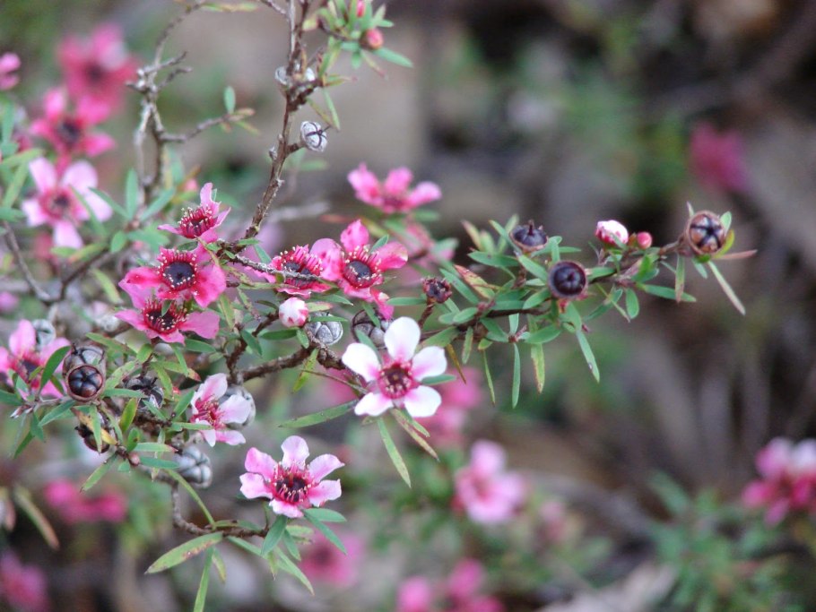 Манука (Leptospermum scoparium)