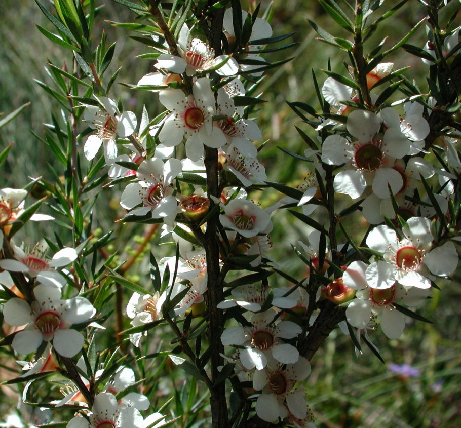 Leptospermum scoparium