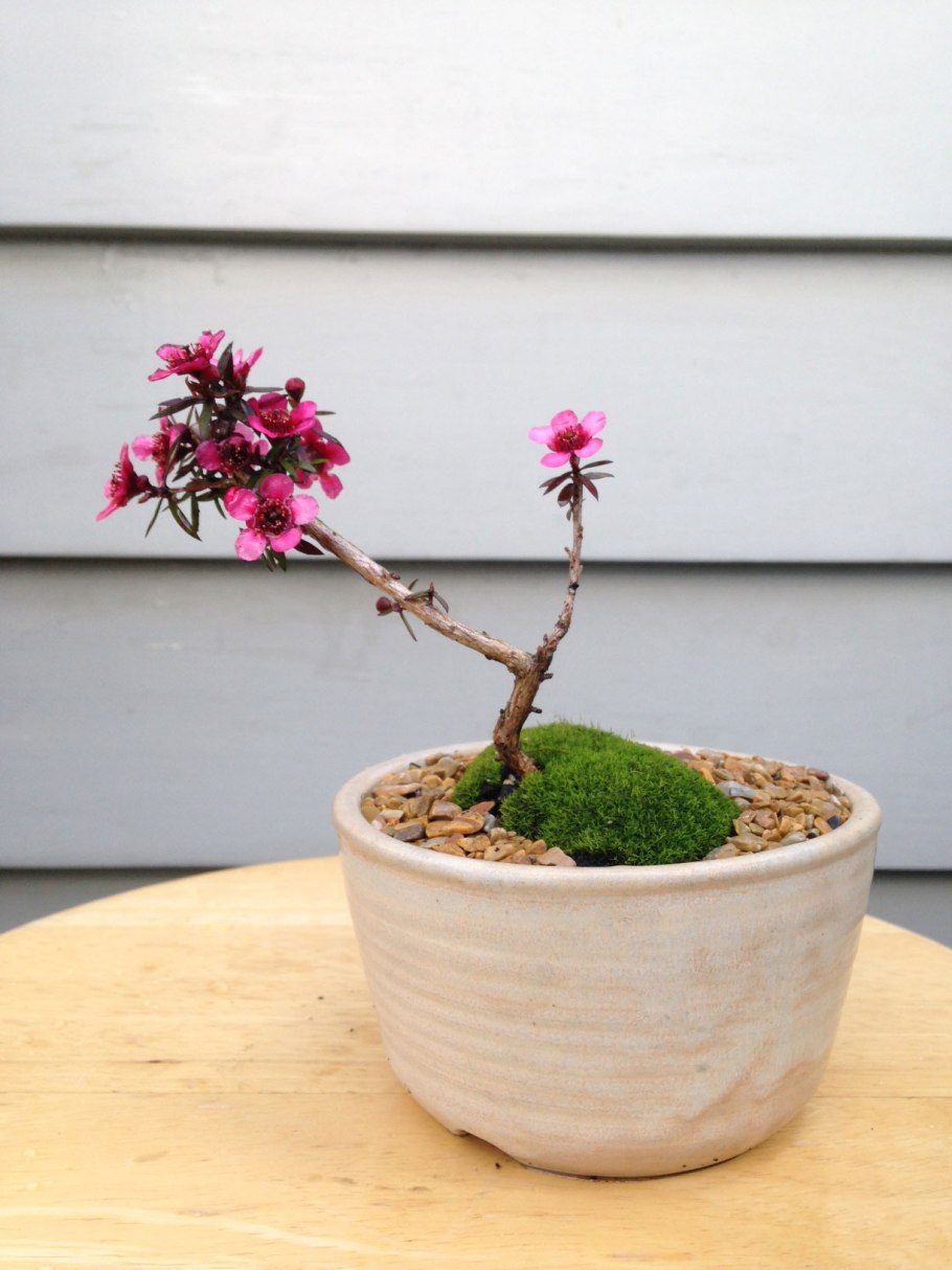 Лептоспермум Манука