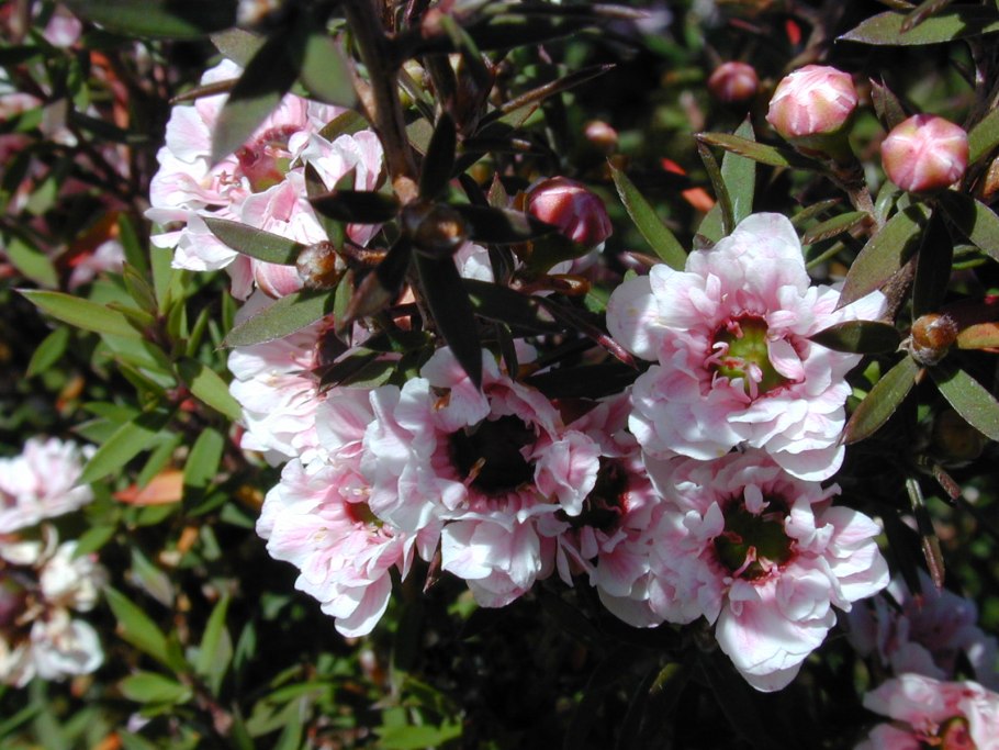 Манука (Leptospermum scoparium)