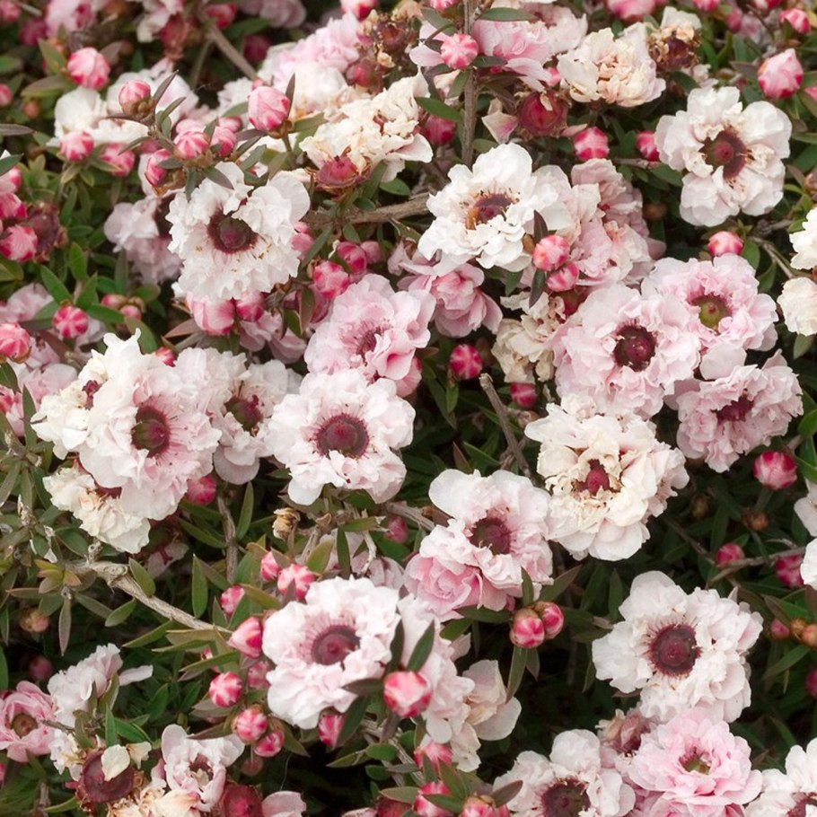 Лептоспермум метельчатый