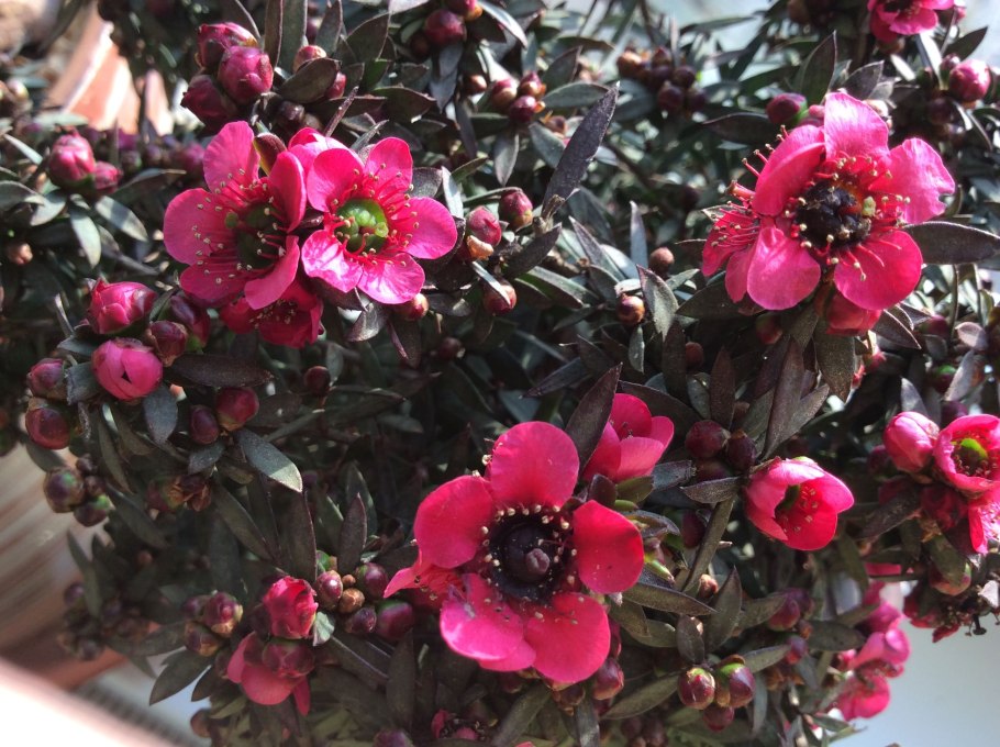 Лептоспермум метельчатый