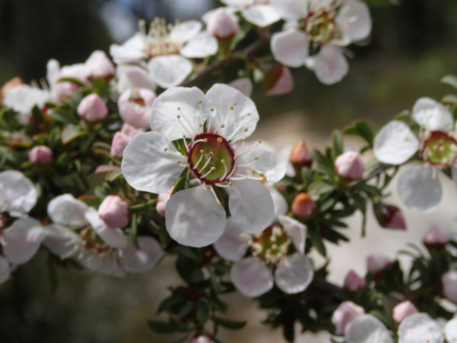 Leptospermum epacridoideum