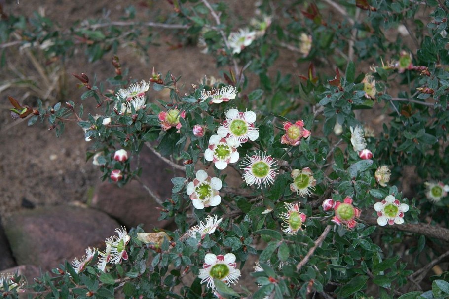 Лептоспермум rotundifolium
