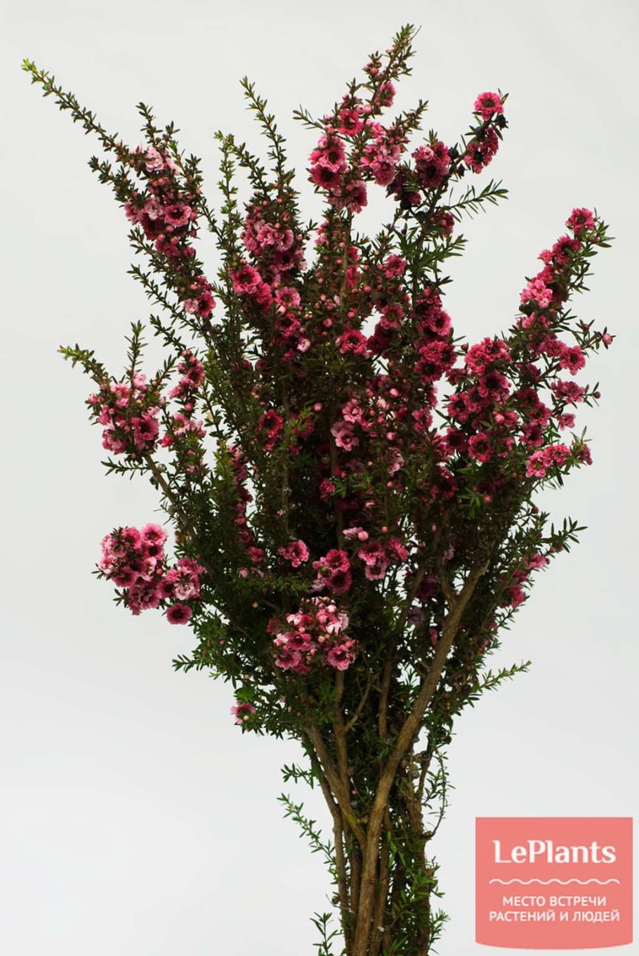 Лептоспермум Лавендер Квин