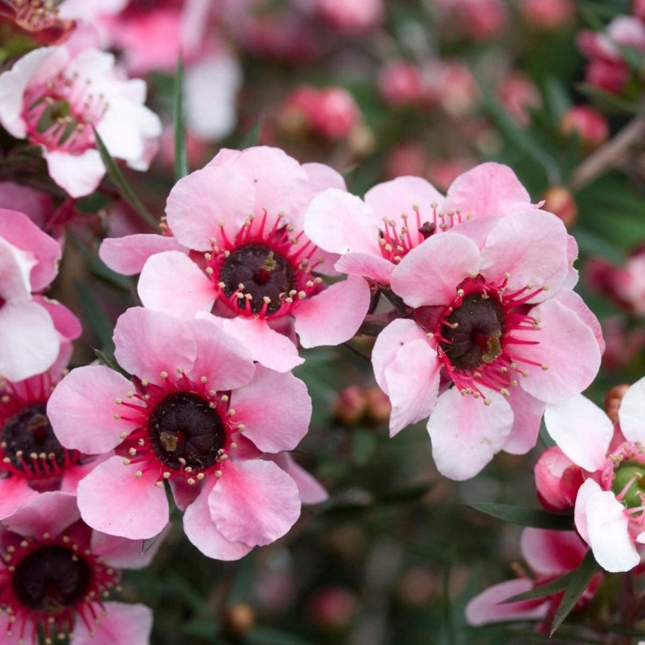 Манука (Leptospermum scoparium)