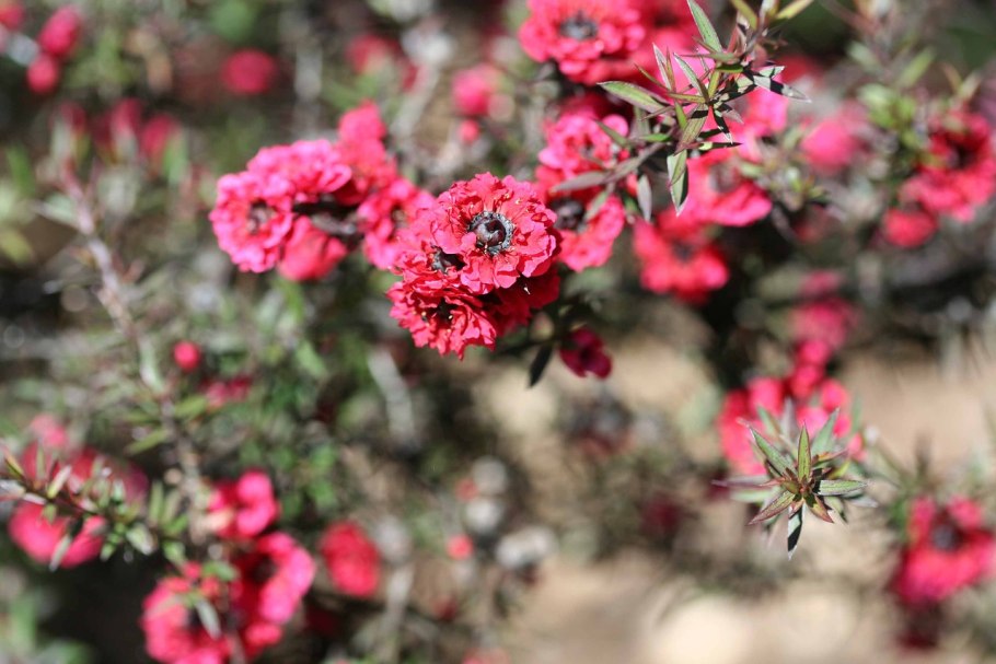 Leptospermum epacridoideum