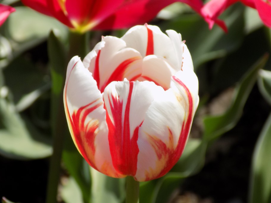 Тюльпан кабанна