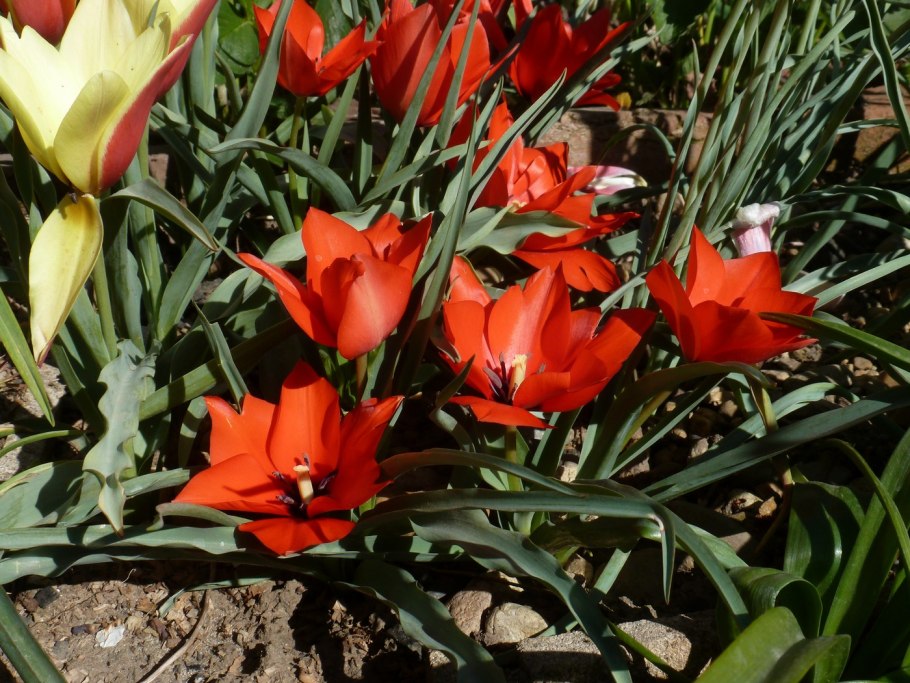 Tulipa Praestans Fusilier
