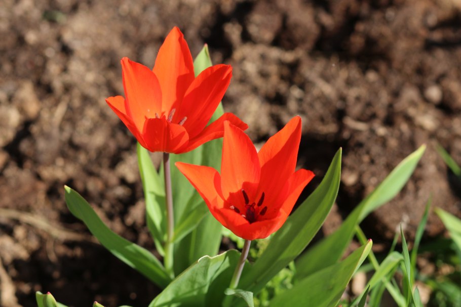 Тюльпан ап Вайт