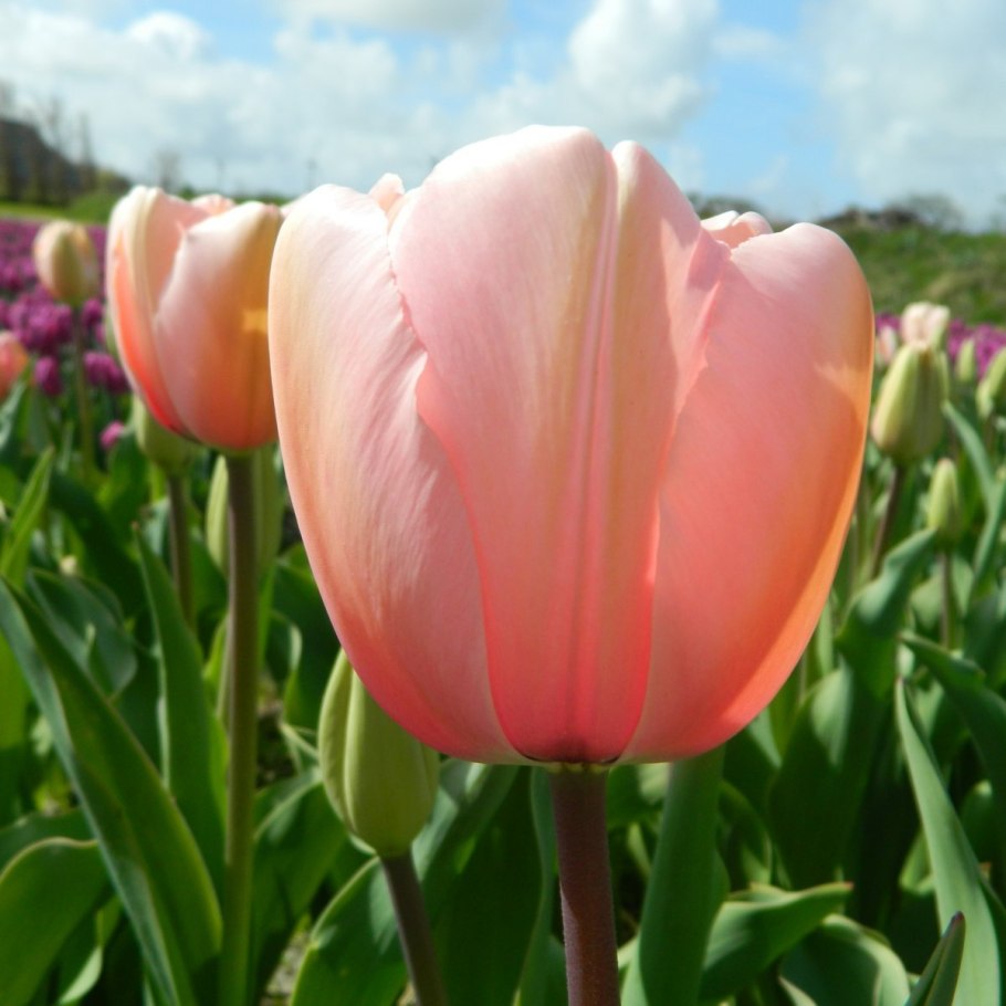 Тюльпан спринг брейк