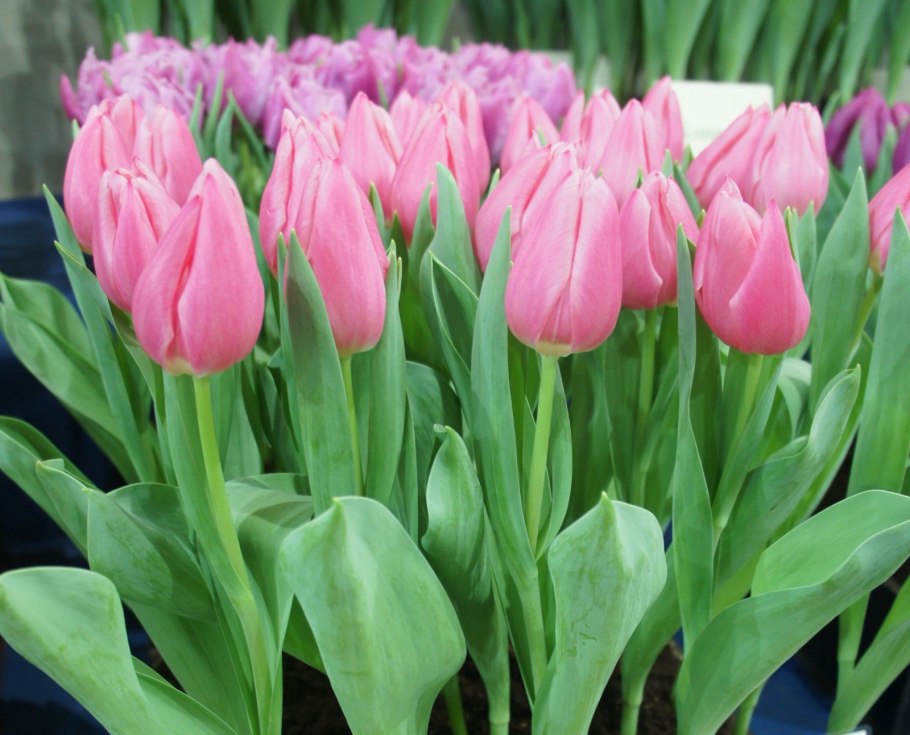 Тюльпан Орфанида Флава