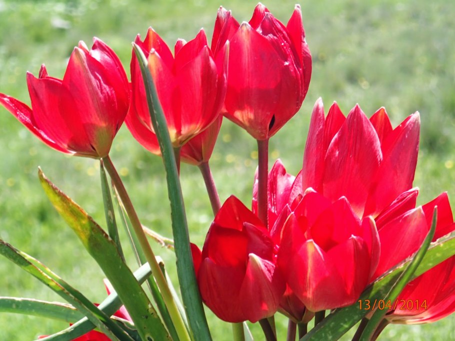 Тюльпан Триумф Сальво