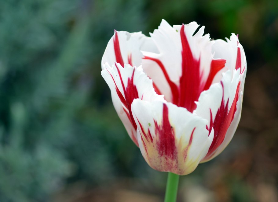 Тюльпан Акумината