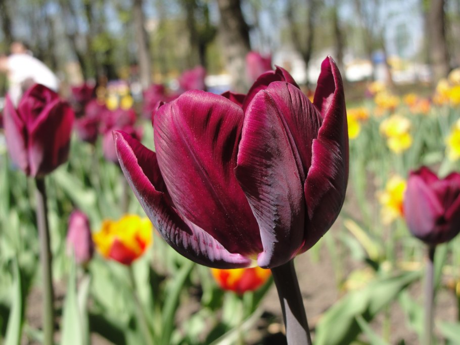 Тюльпан Эрик Хофсью