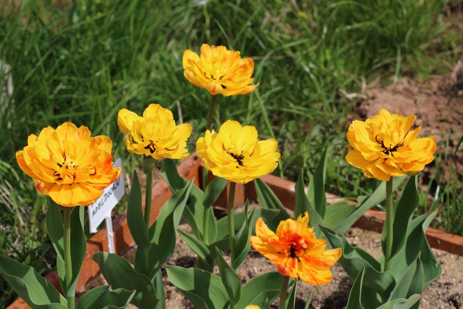 Тюльпан Триумф Хэппи Дженерейшн