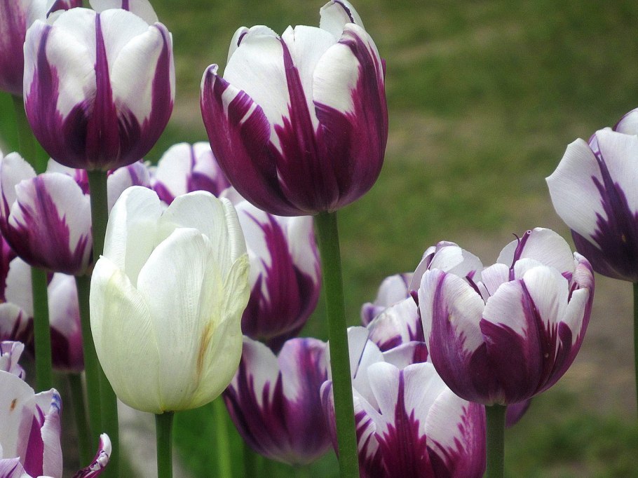 Тюльпан Цваненбург