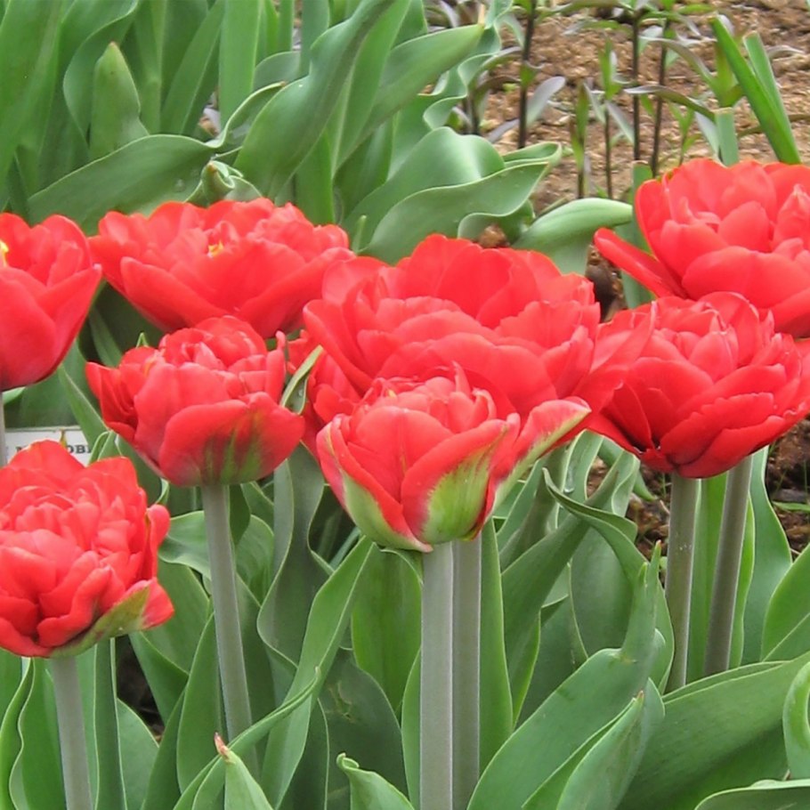 Тюльпан абба махровый