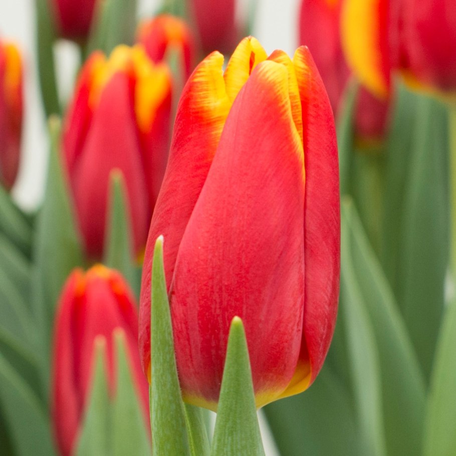 Тюльпан Салмон Импрешн