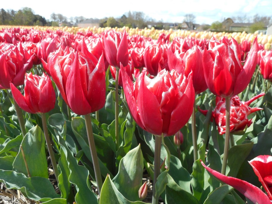 Тюльпан Guus Papendrecht