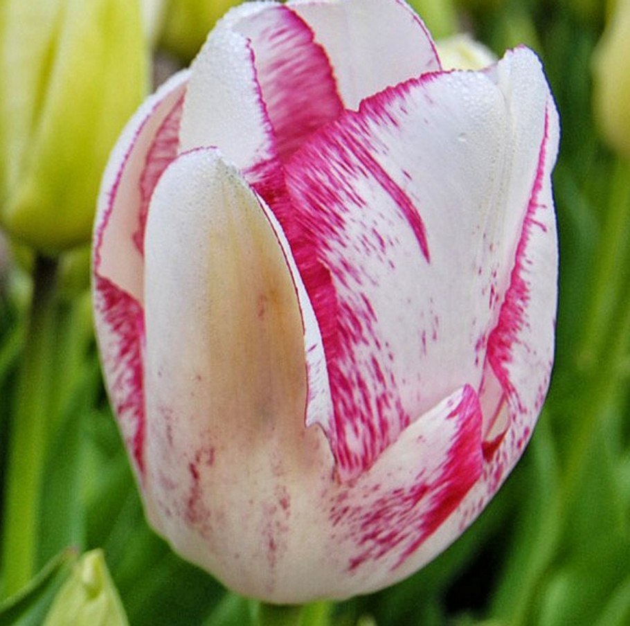 Тюльпан Ботанический ред Хантер